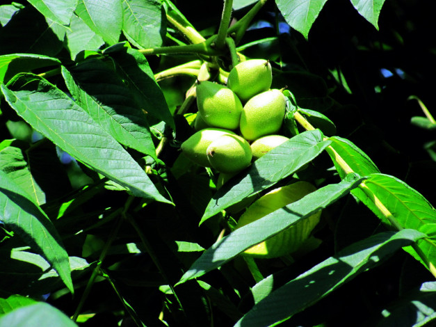 Обои картинки фото природа, плоды, орехи