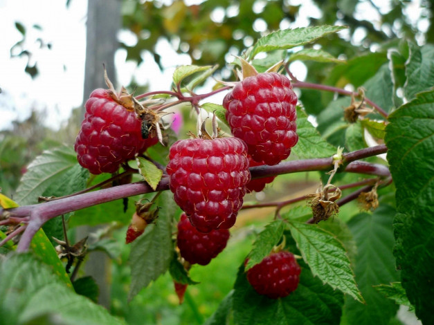 Обои картинки фото природа, Ягоды, малина