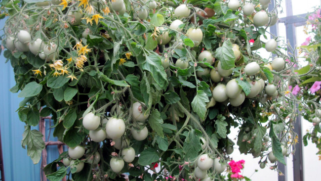 Обои картинки фото природа, плоды, помидоры, томаты