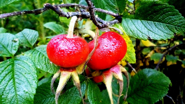 Обои картинки фото природа, плоды, шиповник