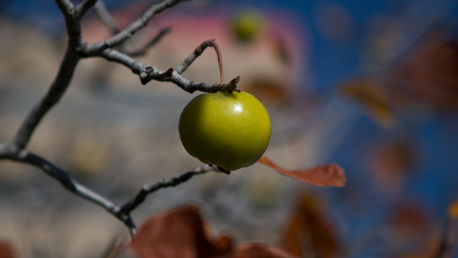 Обои картинки фото природа, плоды, яблоки