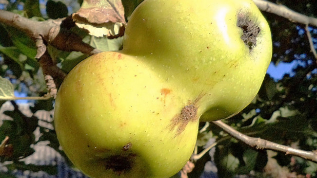 Обои картинки фото природа, плоды, яблоки