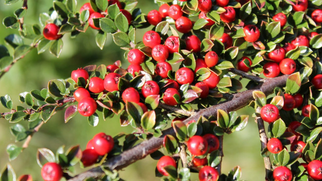 Обои картинки фото природа, Ягоды, ветки