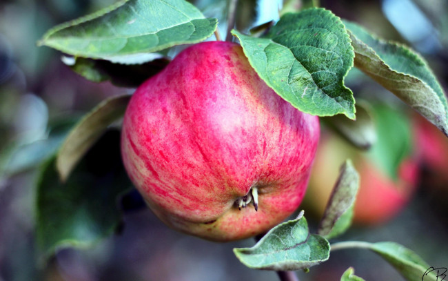 Обои картинки фото природа, плоды, яблоки