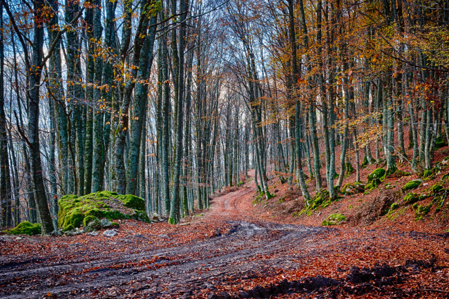 Обои картинки фото природа, дороги, тракт