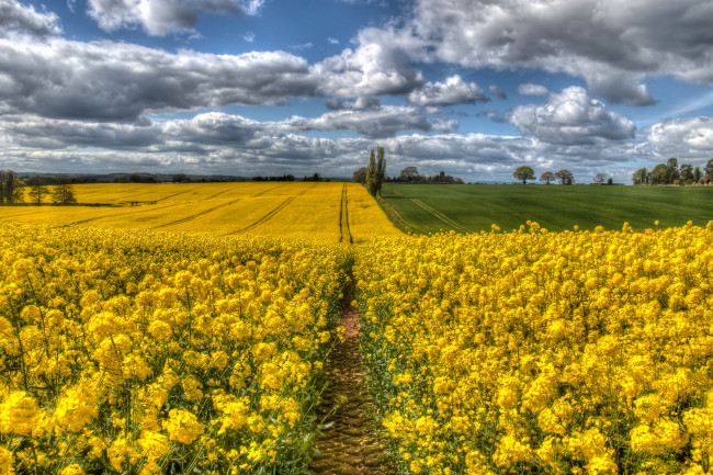 Обои картинки фото природа, поля, простор