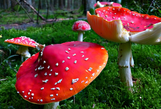 Обои картинки фото природа, грибы,  мухомор, шляпки