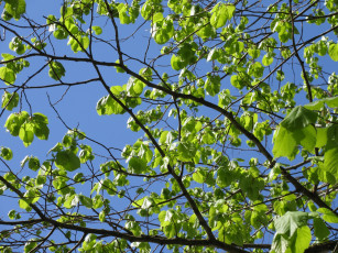 Картинка природа деревья апрель весна 2018