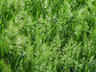 Картинка природа макро апрель весна 2018