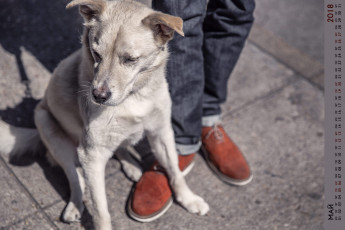 Картинка календари животные ноги собака