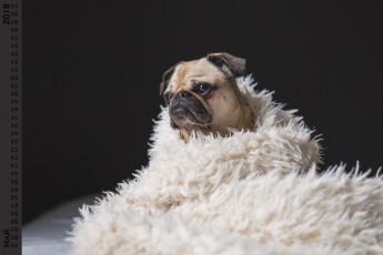 Картинка календари животные плед взгляд собака