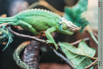 Картинка календари животные ящерица