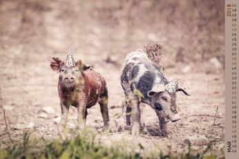 Картинка календари животные поросенок