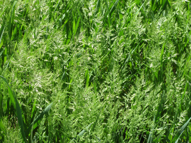 Обои картинки фото природа, макро, апрель, весна, 2018