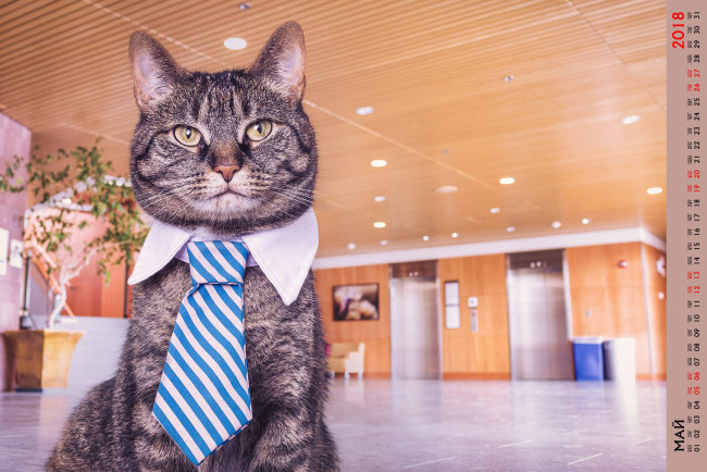 Обои картинки фото календари, животные, галстук, взгляд, кот