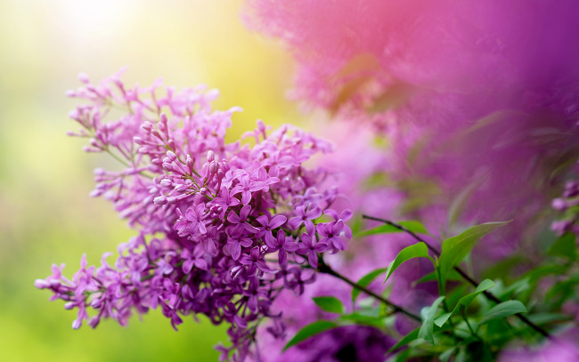 Обои картинки фото цветы, сирень, природа, куст, ветка, весна, сад