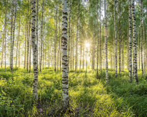 Картинка природа лес солнце березы березовая роща