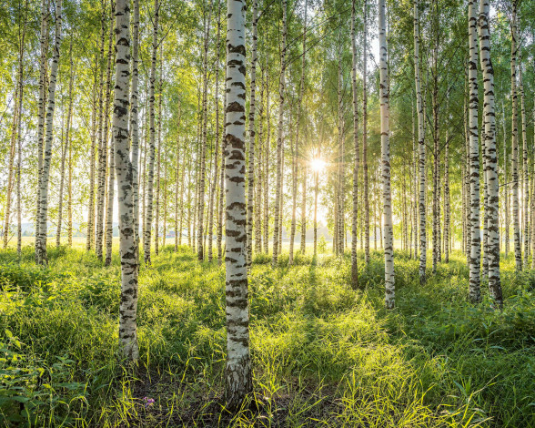 Обои картинки фото природа, лес, солнце, березы, березовая, роща