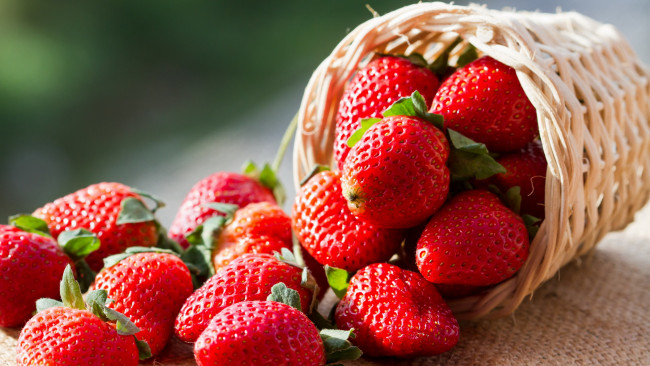 Обои картинки фото еда, клубника,  земляника, спелая, корзинка