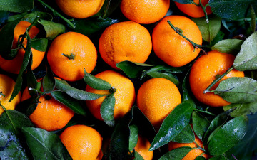 Картинка еда цитрусы мандарины