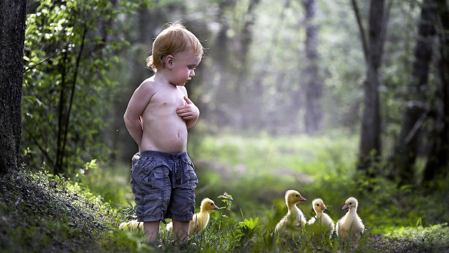 Обои картинки фото разное, дети, мальчик, утята, лес