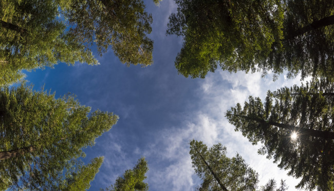 Обои картинки фото природа, деревья, небо