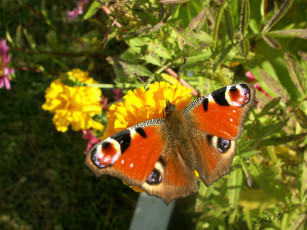 Картинка животные бабочки