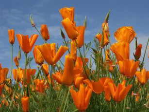 Картинка цветы эшшольция