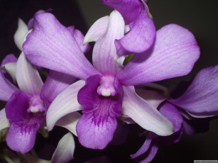 Картинка цветы орхидеи