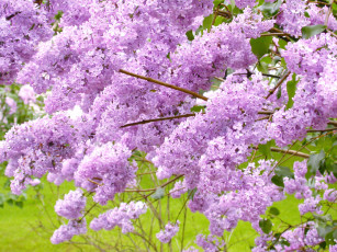 Картинка цветы сирень