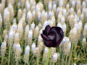 Картинка цветы тюльпаны