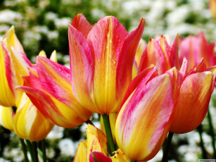 Картинка цветы тюльпаны