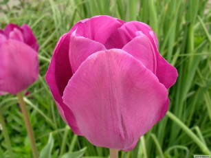 Картинка цветы тюльпаны