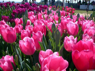 Картинка цветы тюльпаны