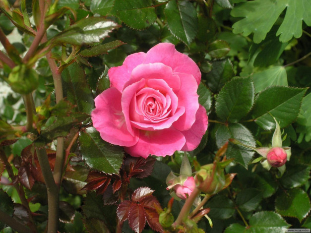 Обои картинки фото цветы, розы