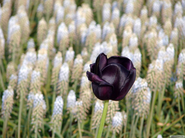 Обои картинки фото цветы, тюльпаны