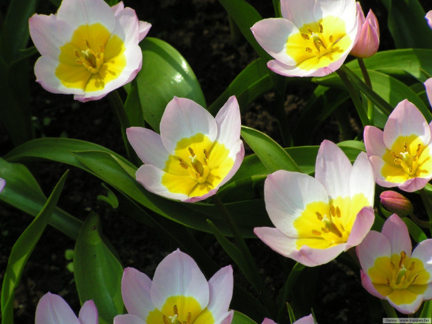 Обои картинки фото цветы, тюльпаны