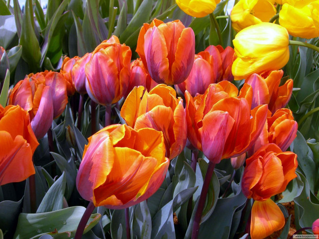 Обои картинки фото цветы, тюльпаны