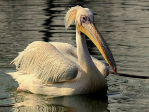 Картинка pelican животные пеликаны