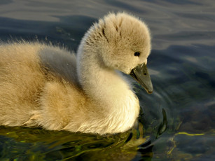 Картинка животные лебеди