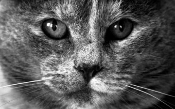 Картинка животные коты