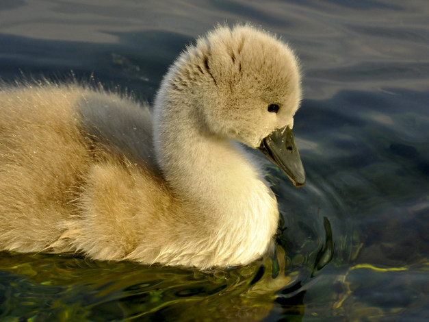 Обои картинки фото животные, лебеди