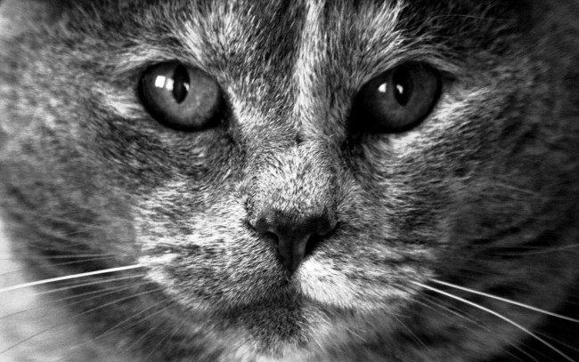 Обои картинки фото животные, коты