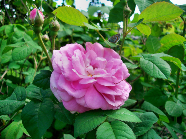 Обои картинки фото цветы, розы