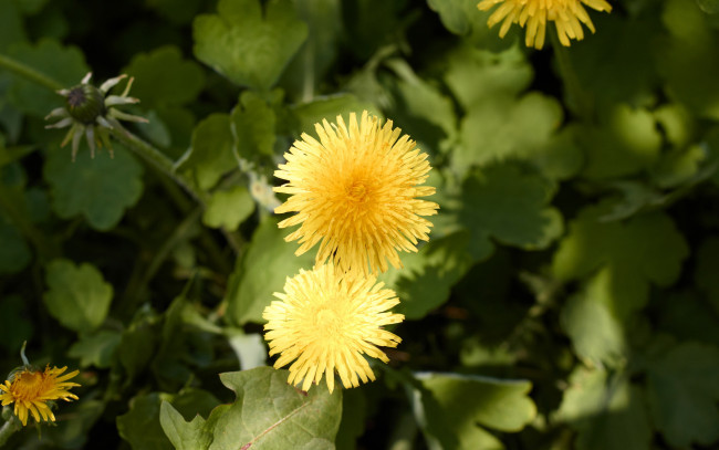 Обои картинки фото цветы, одуванчики