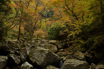 Картинка природа лес