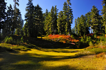 Картинка природа деревья пейзаж