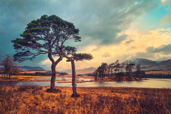 Картинка природа деревья вода сосны