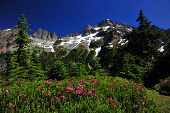 Картинка природа луга пейзаж