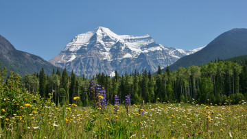 Картинка mount robson british columbia canada природа луга луг цветы лес британская колумбия канада гора робсон